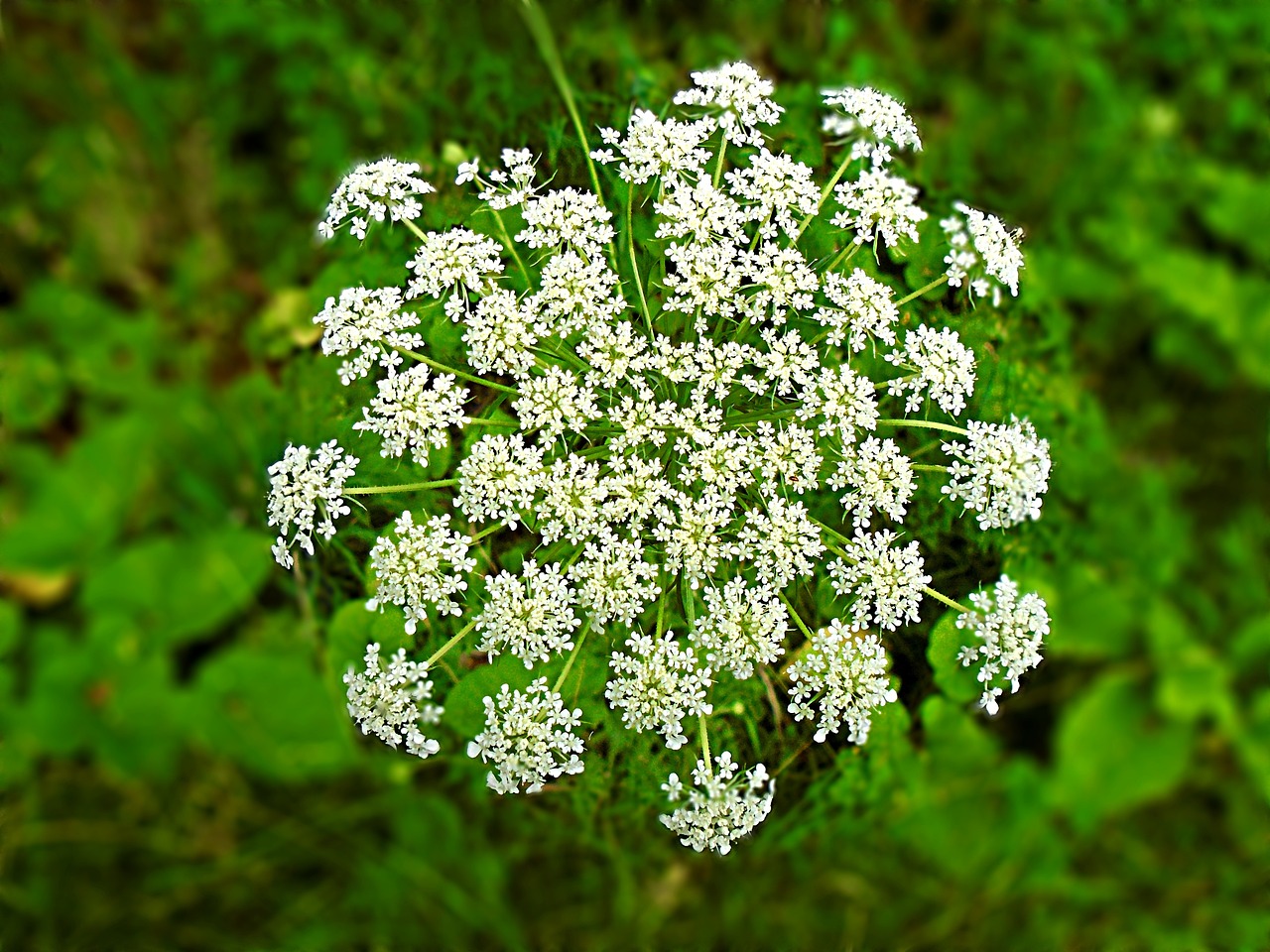 Pianta nociva Cicuta Maggiore