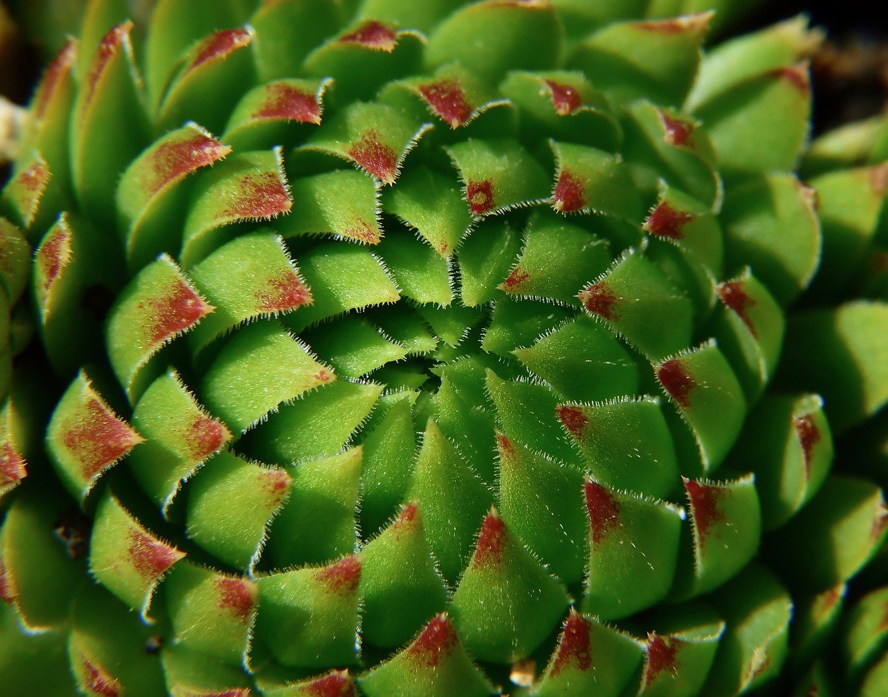 Primo piano Sedum sieboldii