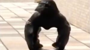 Il video virale di uno strano animale che sembra un mini gorilla, ma ecco di cosa si tratta in realtà