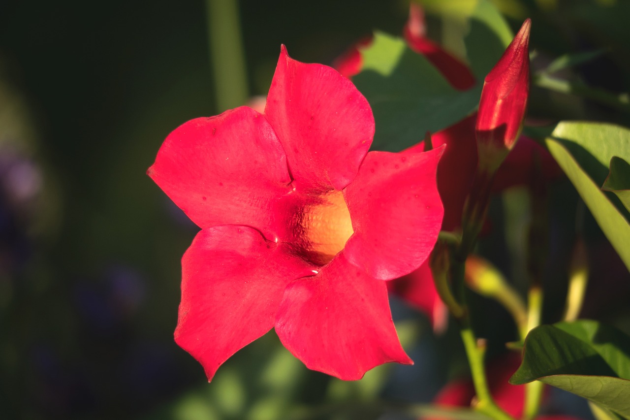 Primo piano Mandevilla