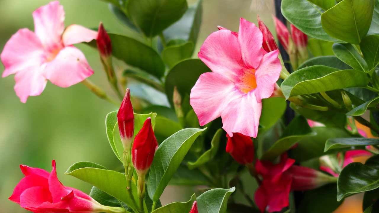 Mandevilla fiore