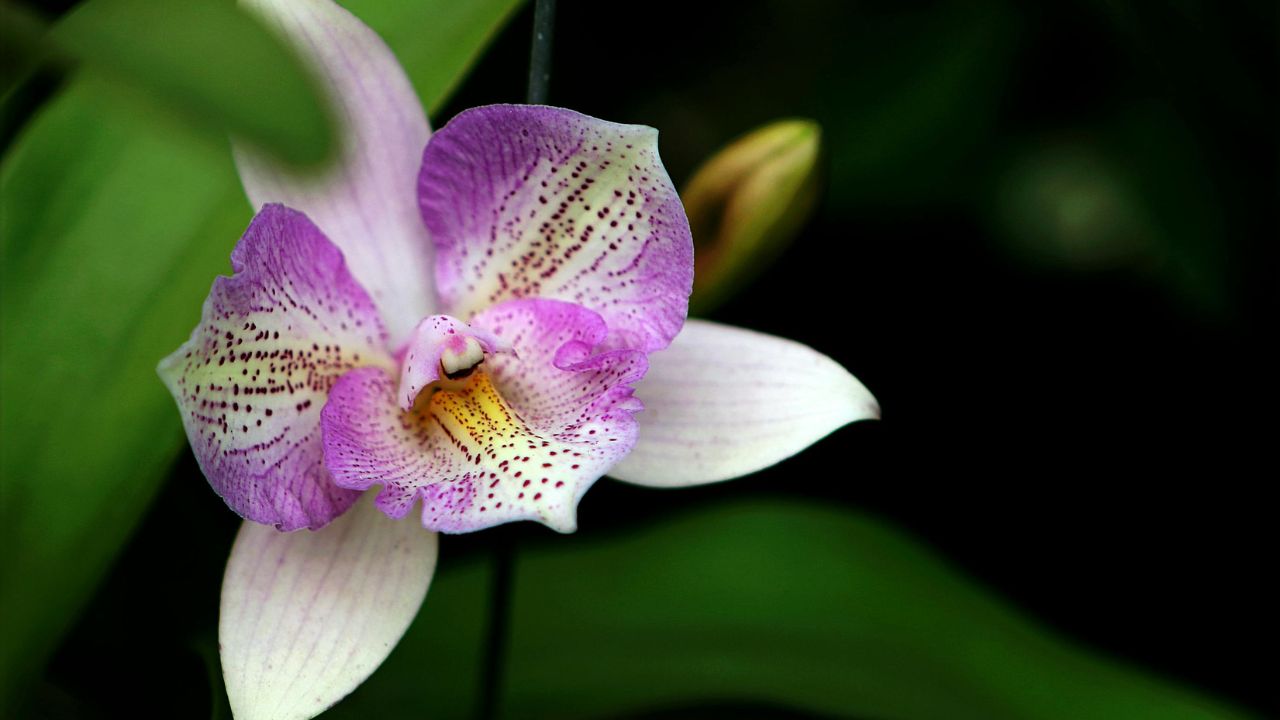 Orchidea fiori