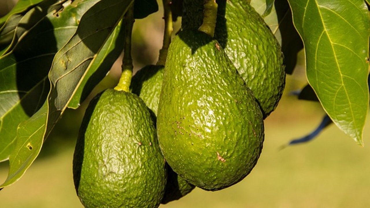 pianta di avocado