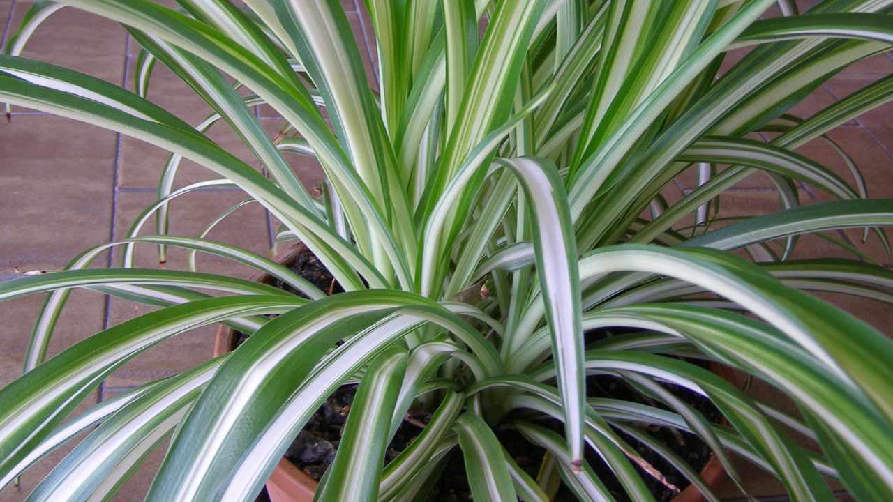  Chlorophytum