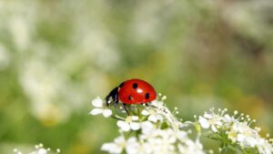 Insetti orto e giardino: quali sono quelli nocivi e quali quelli utili