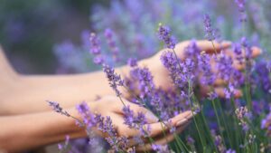 Lavanda con pochi fiori? Prova a fare così per infoltirla