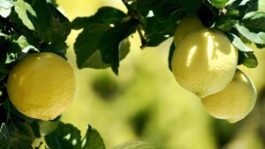 Non commettere questi errori in estate con la tua pianta di limone: fai così e sarà splendente