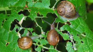 La pianta che respinge le lumache: spargi le foglie in giardino