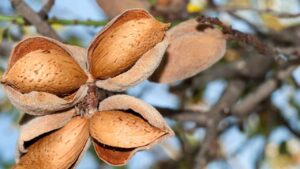 Come coltivare l’albero di mandorlo, la prima pianta che fiorisce in primavera: potrai godere dei suoi frutti per tutta l’estate