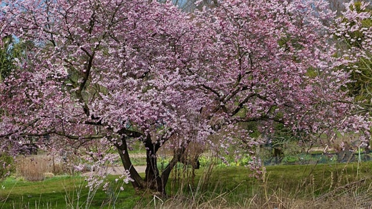 albero fiorito