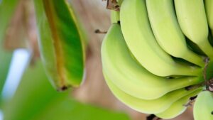 Perché dovremmo mangiare una banana al giorno?