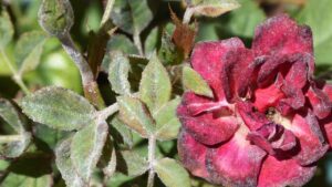 Oidio rose, ortensie e begonie: come sbarazzarti in modo efficace del mal bianco
