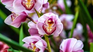 Orchidee fiorite tutto l’anno grazie al trucchetto del latte