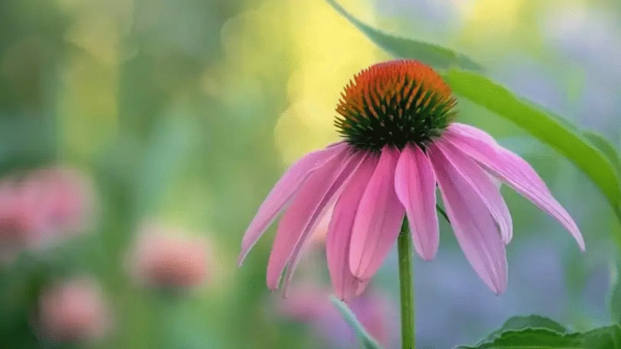 Echinacea