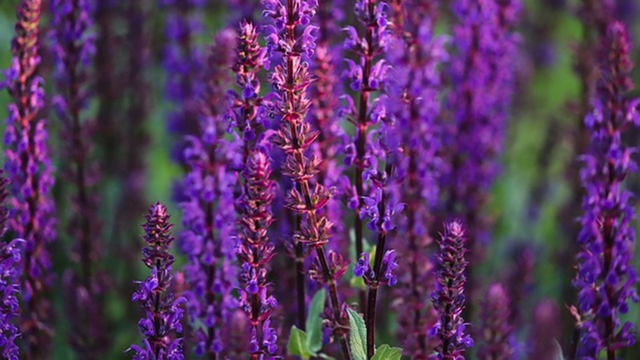 salvia russa