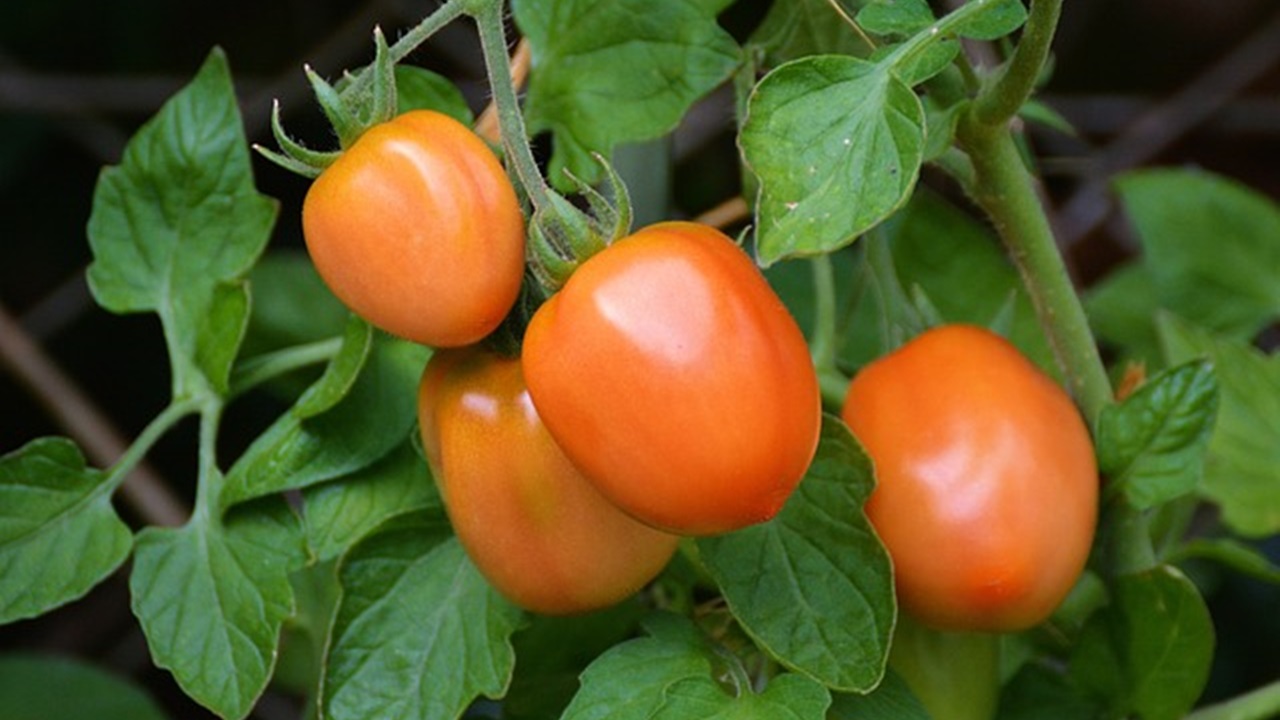 piante di pomodoro