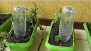 DIY, vaso auto-irrigante per le tue piante: realizzarlo è facilissimo