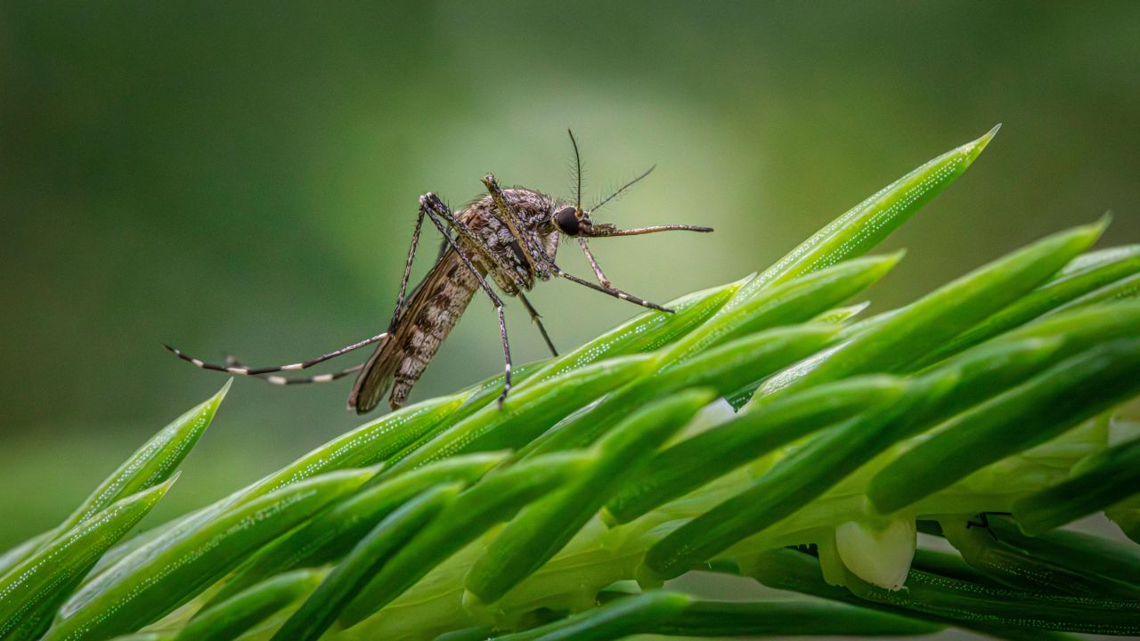 Zanzara macro