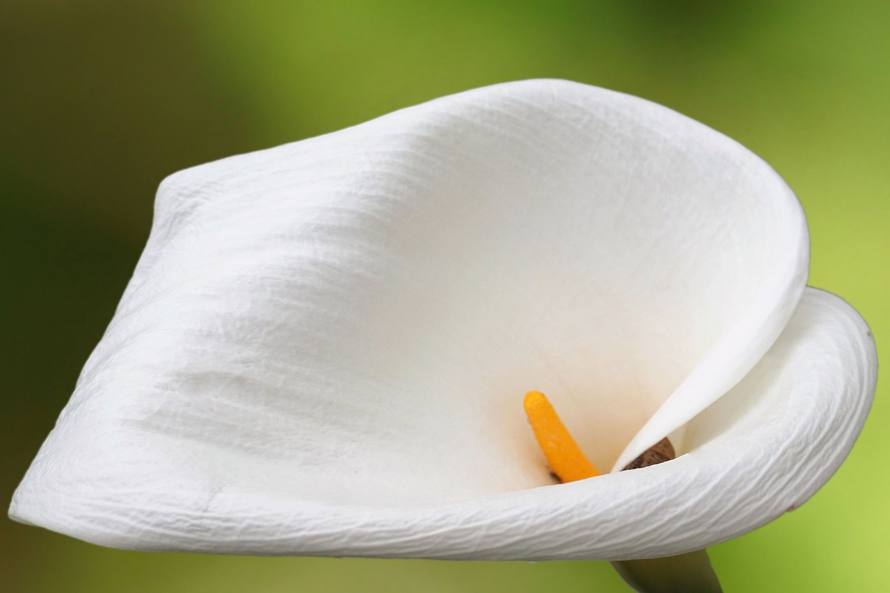 Macro Calla