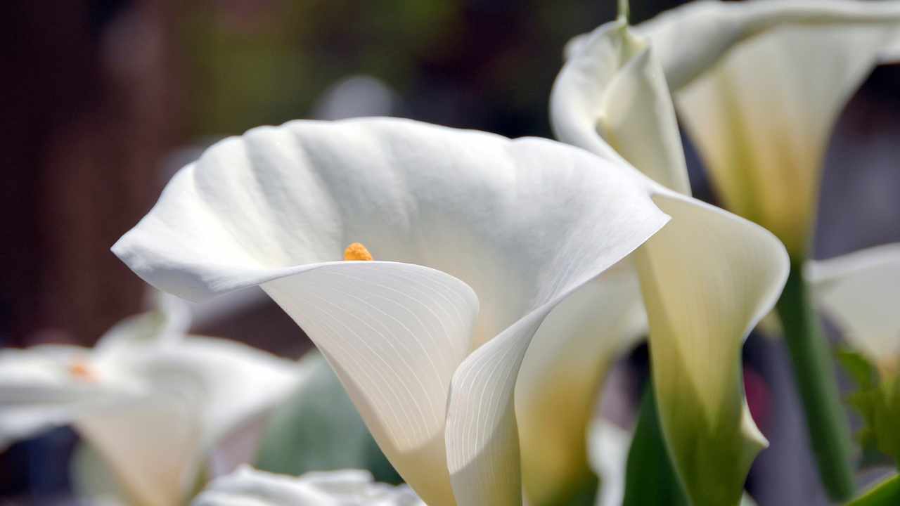 Primo piano Calla