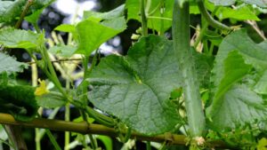 Perché le foglie dei cetrioli ingialliscono? Prova a salvare il tuo raccolto così