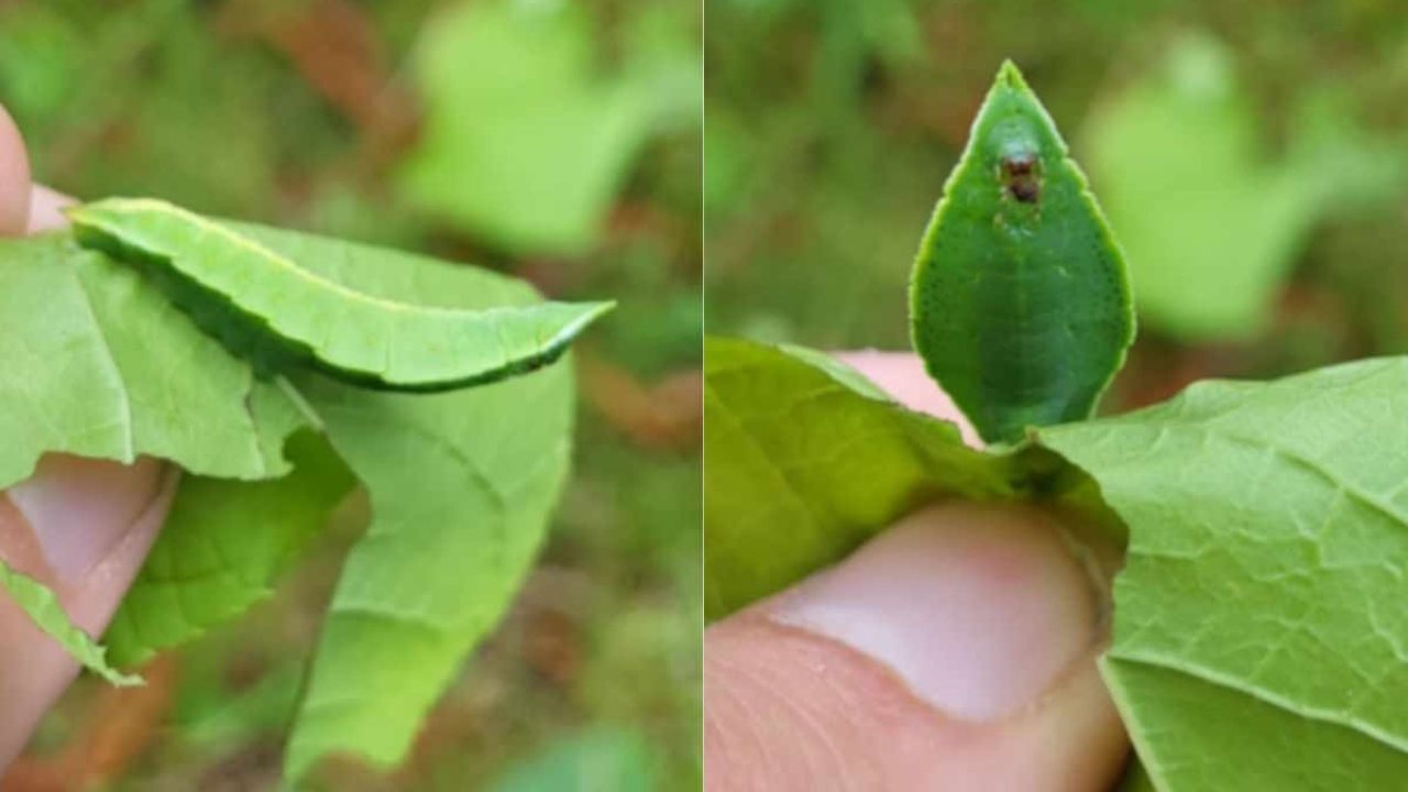 Saturniidae, esemplare