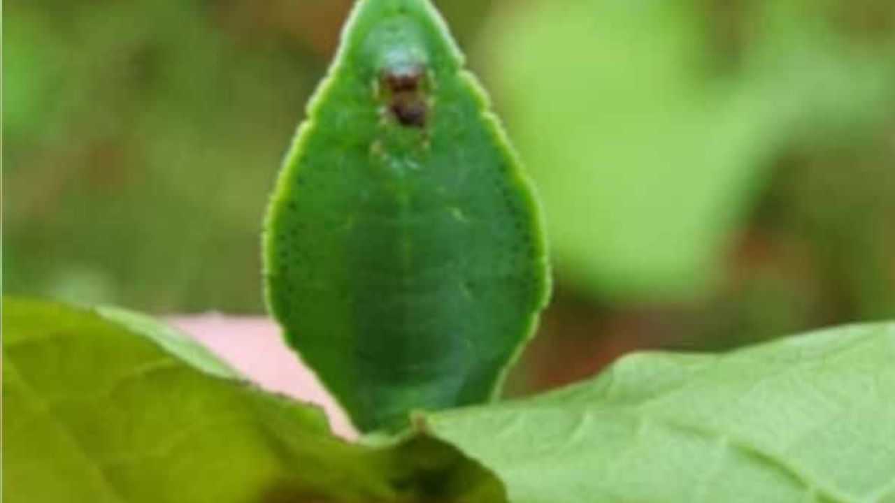 Primo piano falena che sembra una foglia