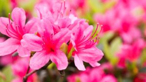Giardino “ipoallergenico”: piante e fiori con poco polline