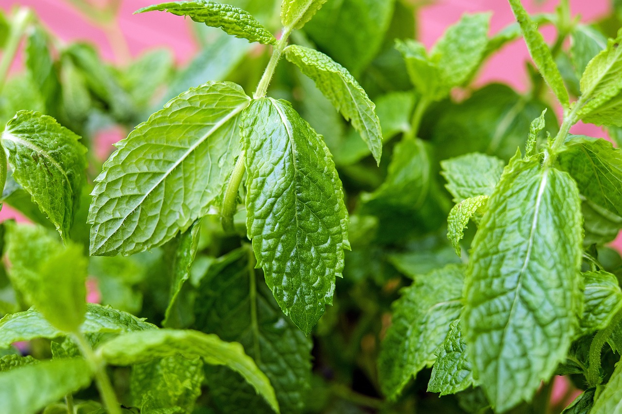 Primo piano foglie di menta