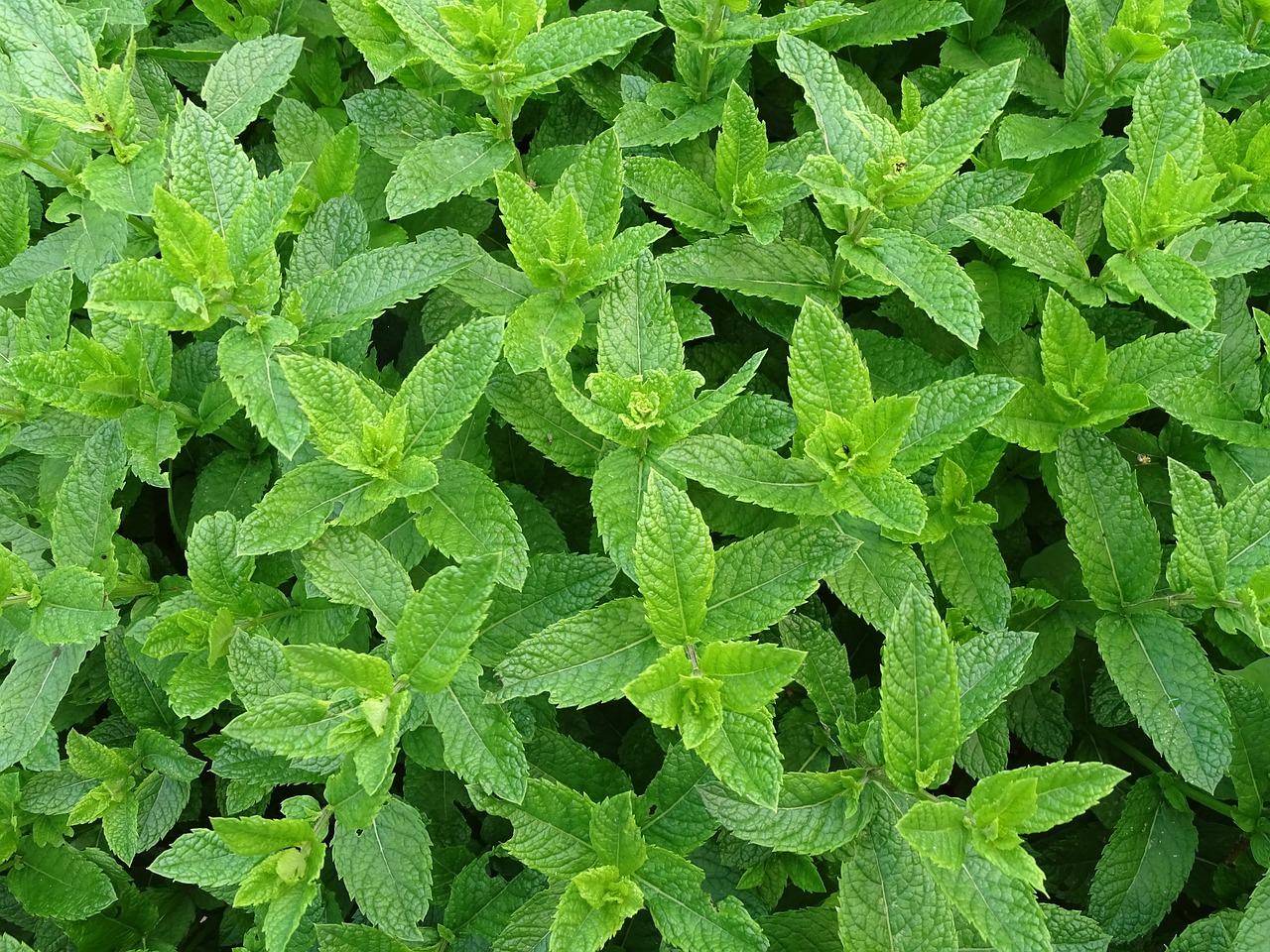 Foglie menta