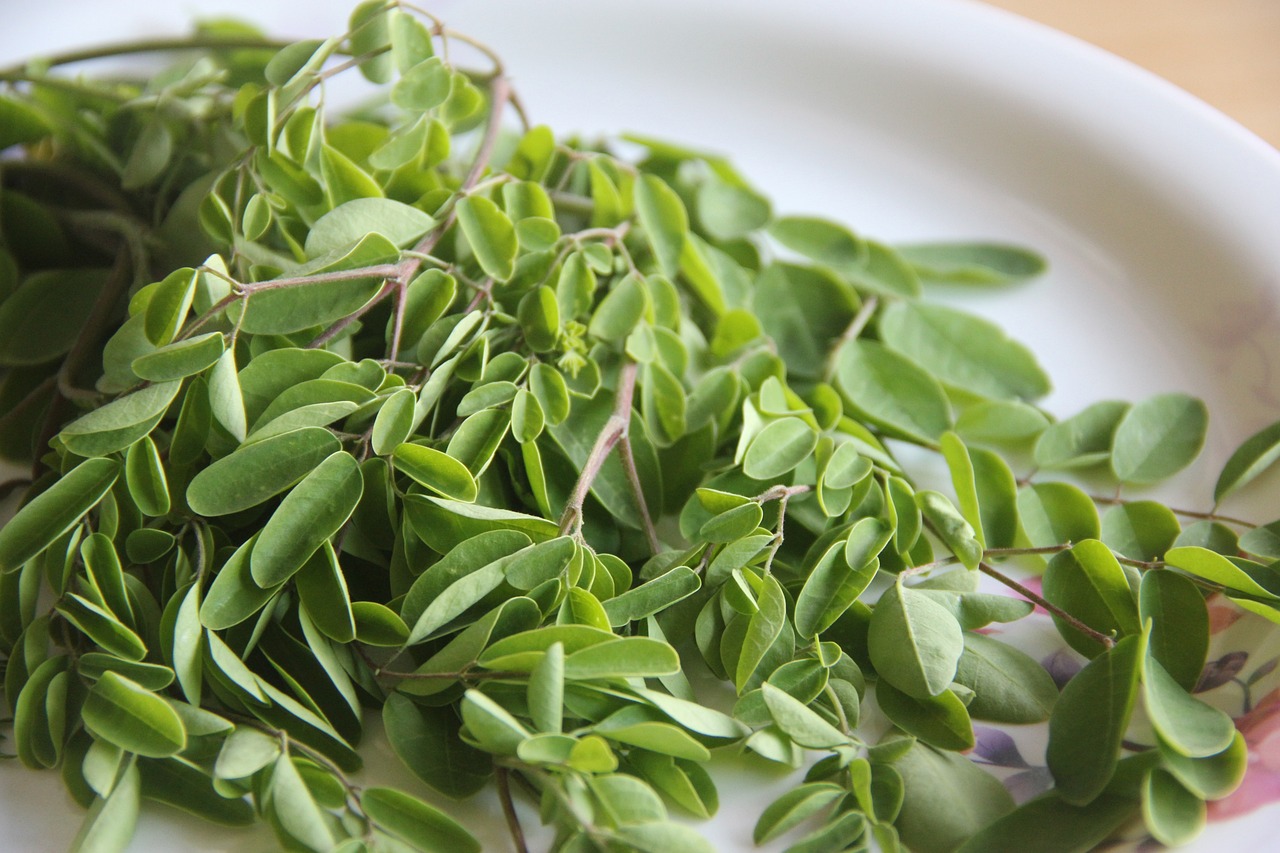 Moringa primo piano