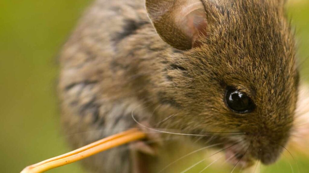 Proteggere le piante da topi e conigli: prova questo trucchetto