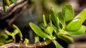 Perché l’albero di Giada è considerata una pianta portafortuna? Conosci la risposta?