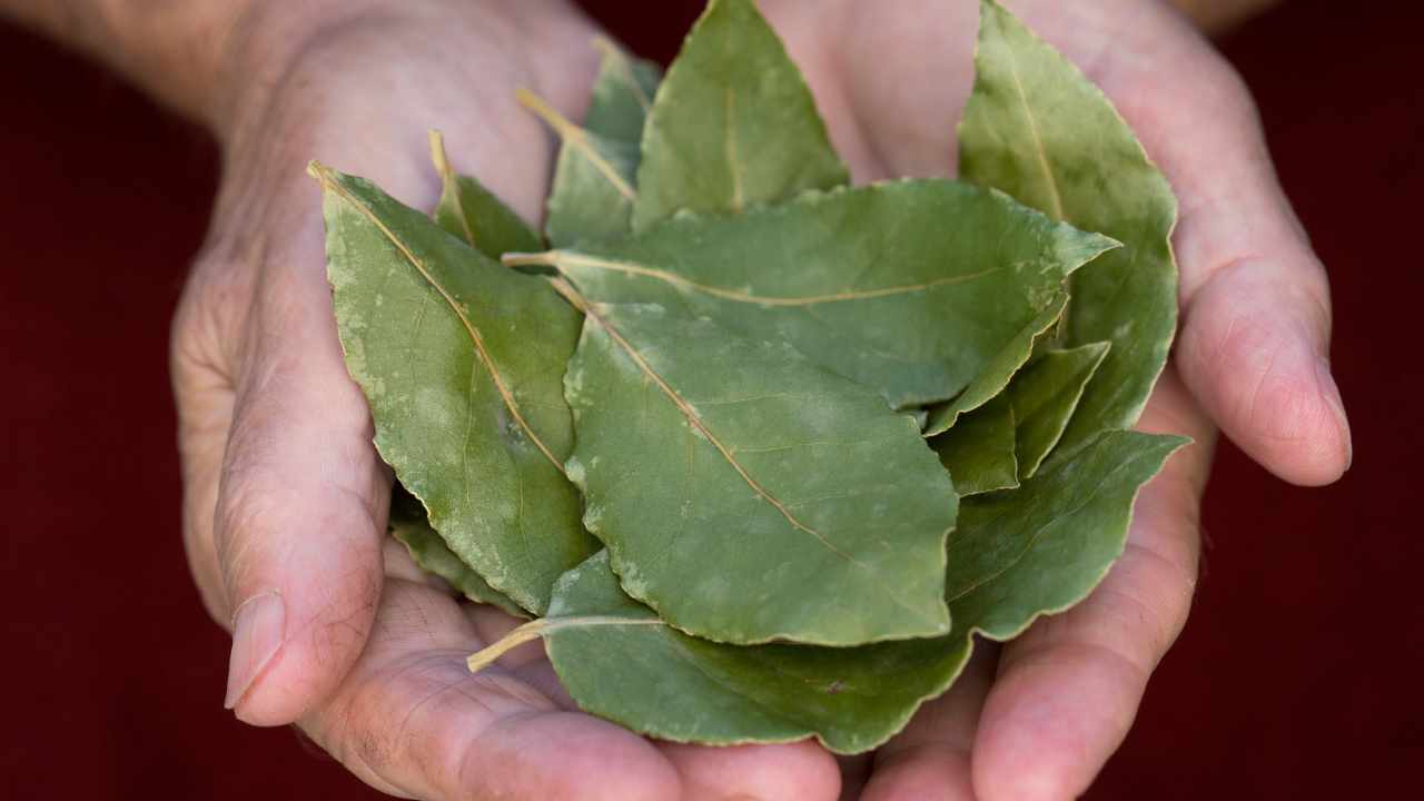 foglie di alloro