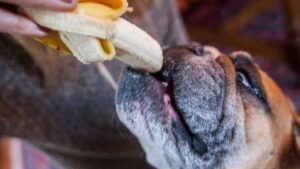 Il cane può mangiare la banana? Ecco la risposta