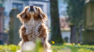Come aiutare i cani d’estate con la regola dei 7 secondi