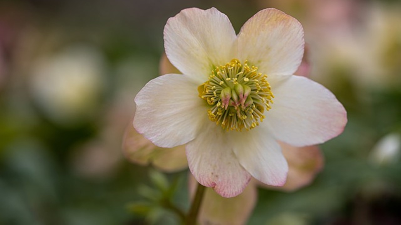 fiore bianco