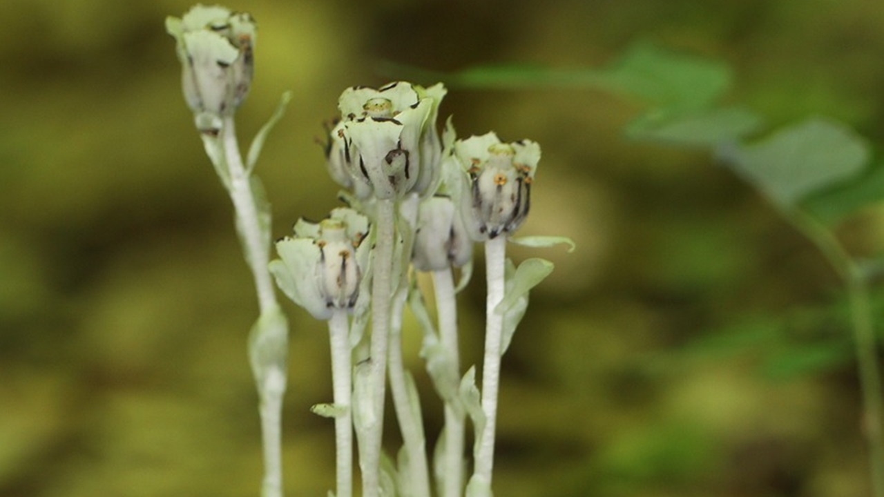 monotropa uniflora