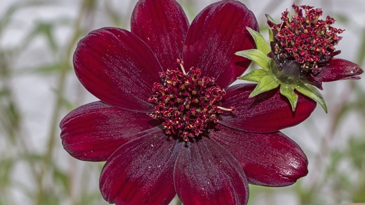 Cosmos Atrosanguineus