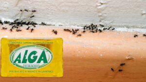 Sapevi che puoi allontanare le formiche grazie al sapone Alga? Ecco come