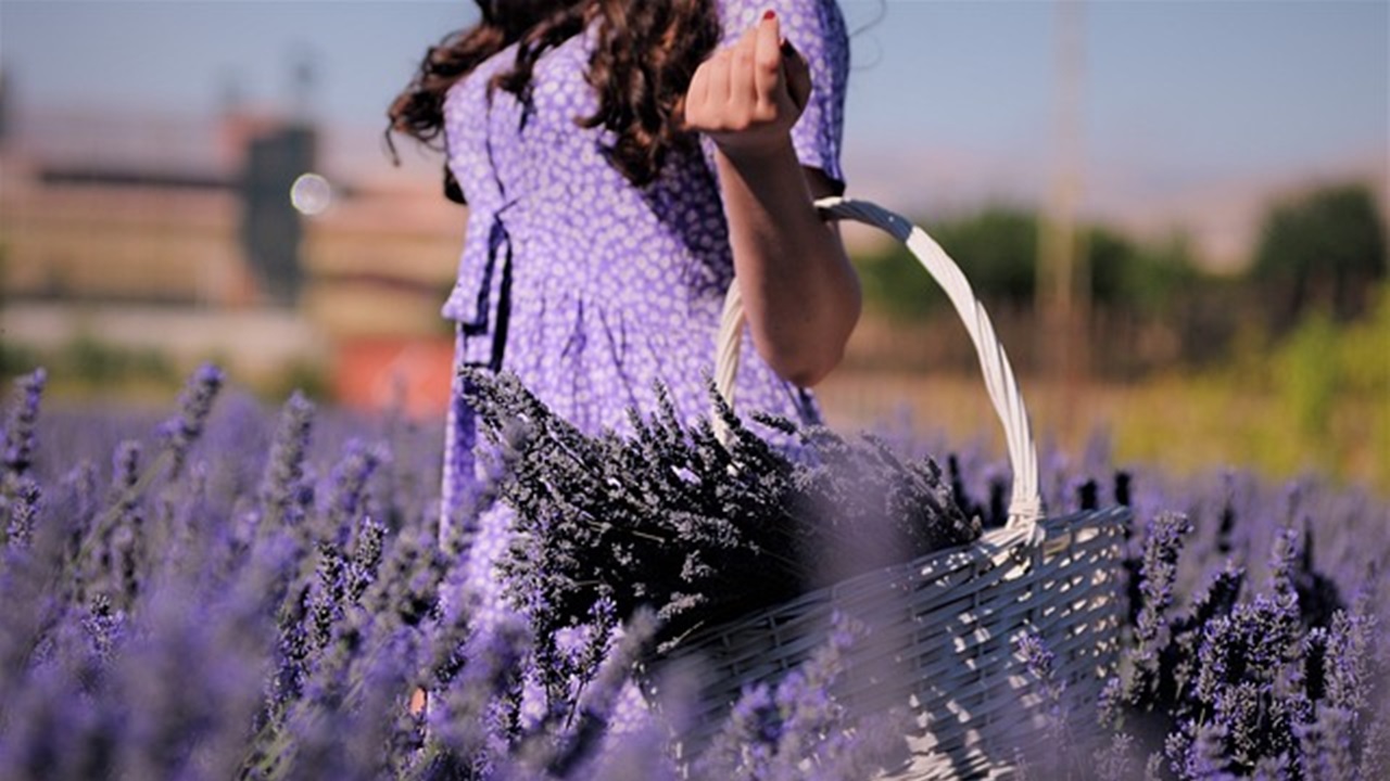 campo di lavanda