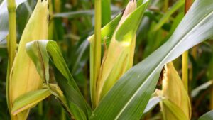 Concimare il mais dolce: è questo il segreto per un ottimo raccolto