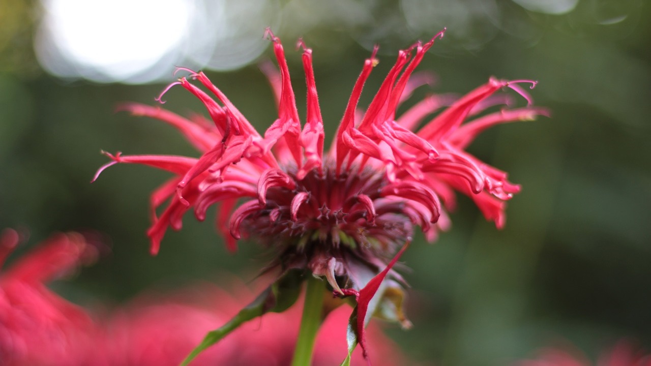 monarda didyma