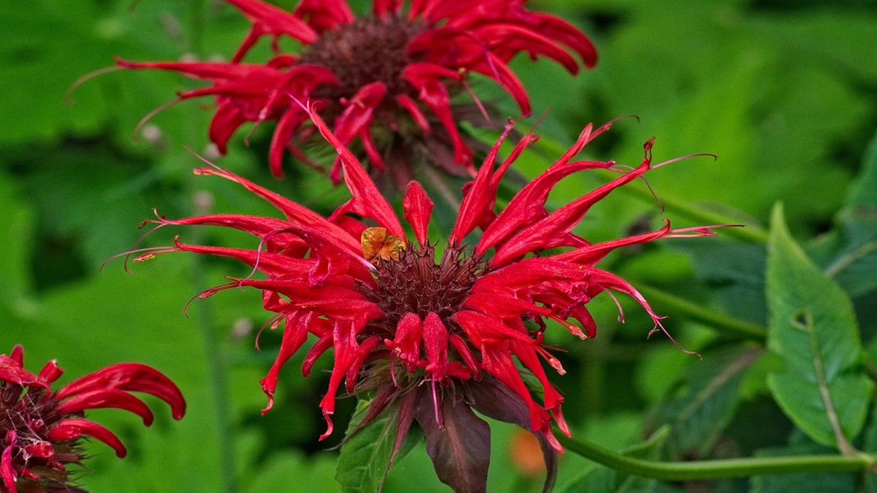 monarda dydima fiore