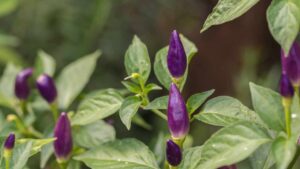 Come coltivare il peperoncino viola e rendere particolare il tuo giardino