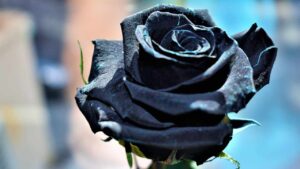 Conosci il significato della rosa nera? È davvero profondo