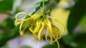 Conosci l’olio essenziale di Ylang Ylang? A cosa serve e quali sono i suoi benefici