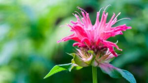 Elimina le zanzare dalla tua casa e dal tuo giardino con questa fantastica pianta