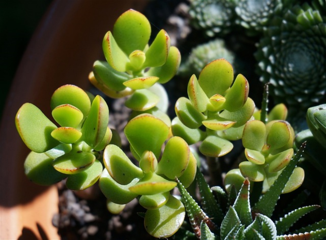 Crassula ovata