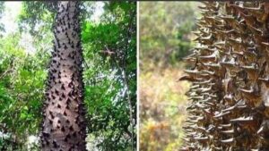 Albero dinamite, una specie pericolosa: quello che non sai